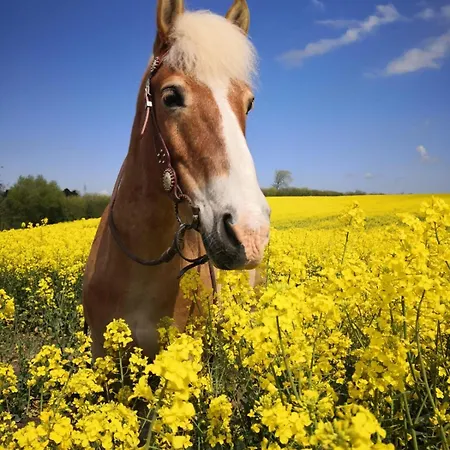 Prázdninový dům ,felix'